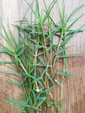 दूब घास - Doob grass