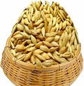 Barley जौ