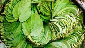 Beetle leaves - Paan ( पान के पत्ते )