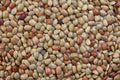 Horse gram Kulthi (gahat) - ketu
