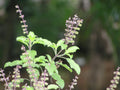 Tulsi leaves - bunch