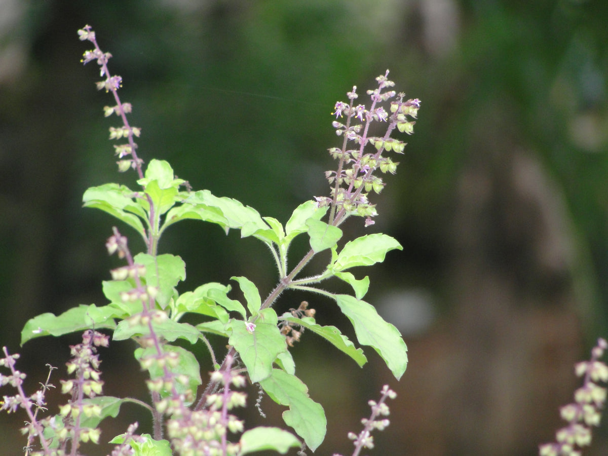 Tulsi leaves - bunch
