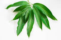 Mango leaves - आम के पत्ते