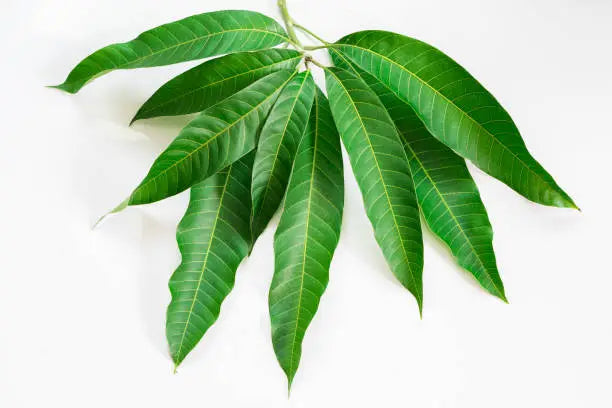 Mango leaves - आम के पत्ते